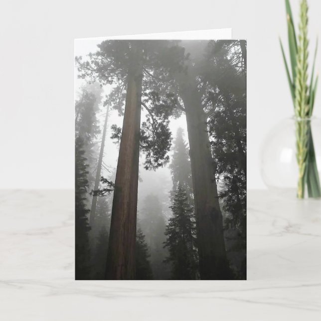 Giant Sequoia Trees in the Fog, CA Card (Front)