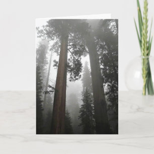 Giant Sequoia Trees in the Fog, CA Card