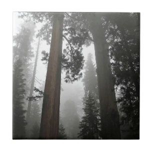 Giant Sequoia Trees in the Fog, CA Ceramic Tile