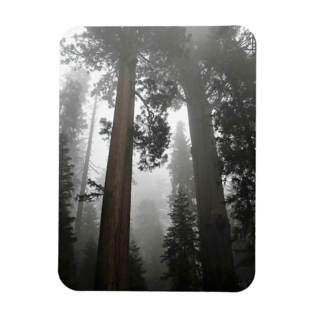 Giant Sequoia Trees in the Fog, CA Magnet (Vertical)