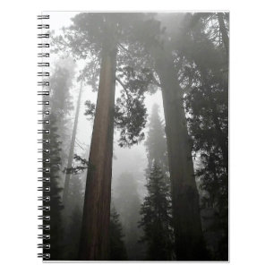 Giant Sequoia Trees in the Fog, CA Notebook
