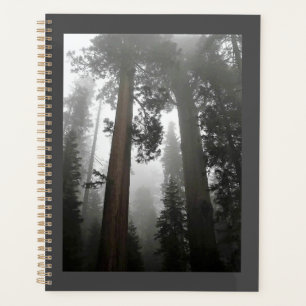 Giant Sequoia Trees in the Fog, CA Planner