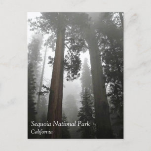 Giant Sequoia Trees in the Fog, CA Postcard
