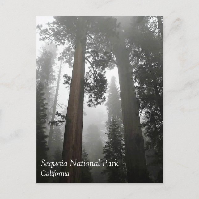 Giant Sequoia Trees in the Fog, CA Postcard (Front)