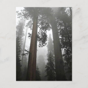 Giant Sequoia Trees in the Fog, CA Postcard