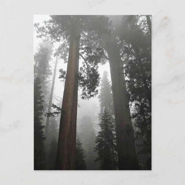 Giant Sequoia Trees in the Fog, CA Postcard (Front)
