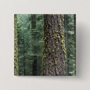 Giant Sequoia trees in the forest, Sequoia and 15 Cm Square Badge