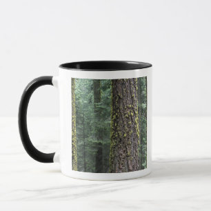 Giant Sequoia trees in the forest, Sequoia and Mug