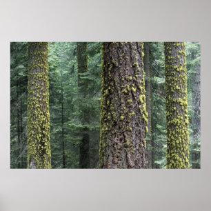 Giant Sequoia trees in the forest, Sequoia and Poster