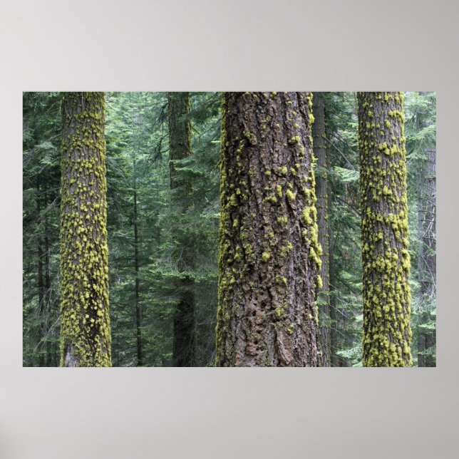 Giant Sequoia trees in the forest, Sequoia and Poster (Front)