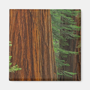 Giant Sequoia trunks in forest, Yosemite Magnet