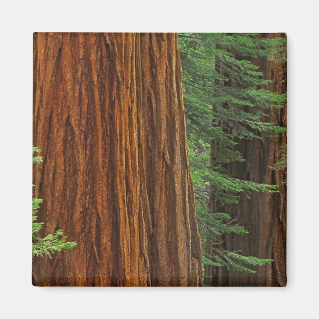 Giant Sequoia trunks in forest, Yosemite Magnet (Front)