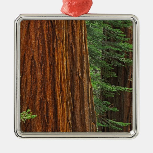 Giant Sequoia trunks in forest, Yosemite Metal Ornament (Front)