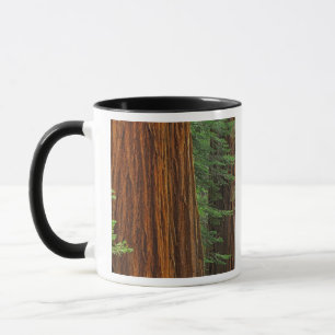 Giant Sequoia trunks in forest, Yosemite Mug