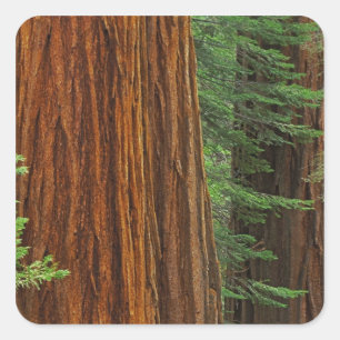 Giant Sequoia trunks in forest, Yosemite Square Sticker