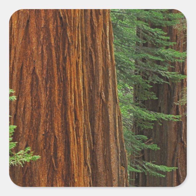 Giant Sequoia trunks in forest, Yosemite Square Sticker (Front)