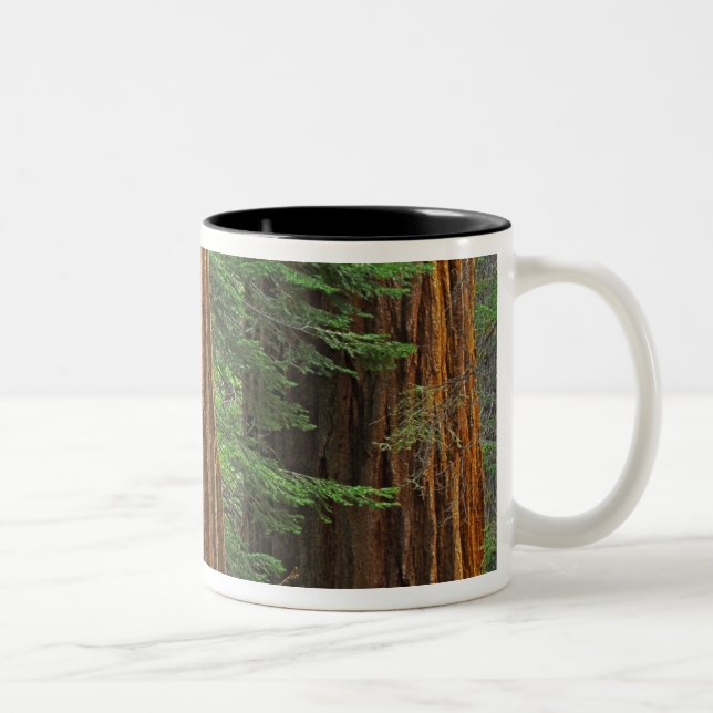 Giant Sequoia trunks in forest, Yosemite Two-Tone Coffee Mug (Right)