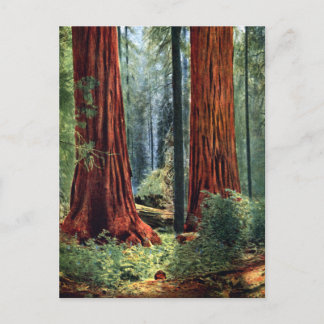 Giant Sequoia Trunks Postcard