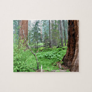 Giant Sequoias in Grant Grove, CA Jigsaw Puzzle