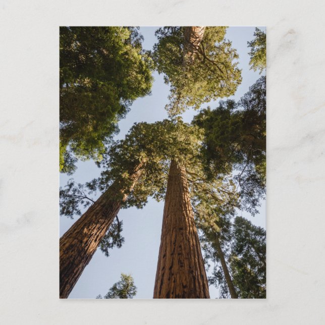Giant Sequoias in Sequoia National Park Postcard (Front)