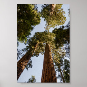 Giant Sequoias in Sequoia National Park Poster