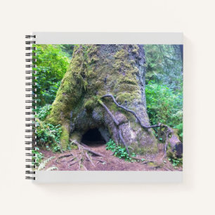 Giant Spruce Tree, Cape Perpetua, OR Notebook