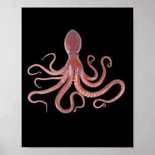 Giant Squid From The Ocean For Animal Lovers Poster