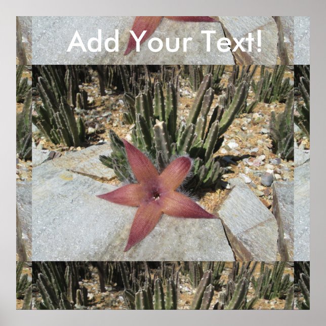 Giant Starfish Cactus Poster (Front)