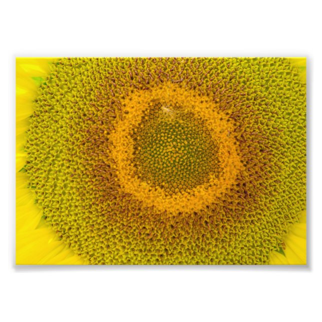Giant Sunflower Photo Print (Front)