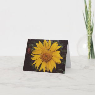 Giant Sunflower with Bee, Green Pine Tree Branches Card