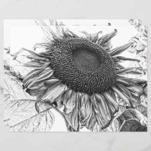 Giant Sunflowers Vintage Black And White Art