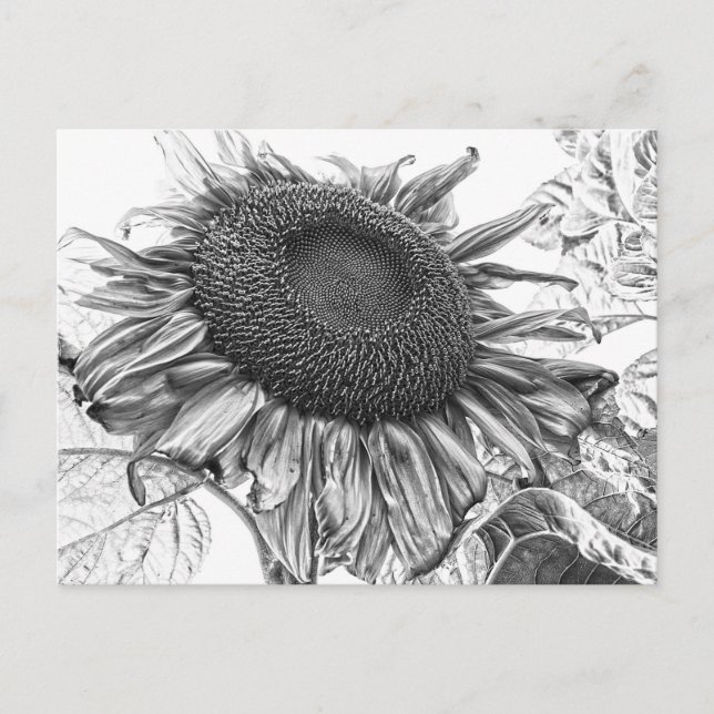 Giant Sunflowers Vintage Black And White Art Postcard (Front)