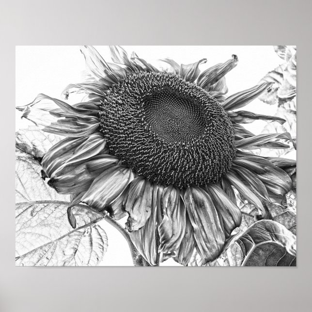 Giant Sunflowers Vintage Black And White Art Poster (Front)