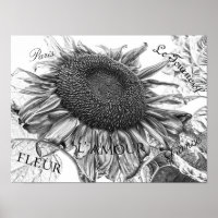 Giant Sunflowers Vintage Black And White Script