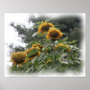 Giant Sunflowers Watercolor Photo Painting  Poster