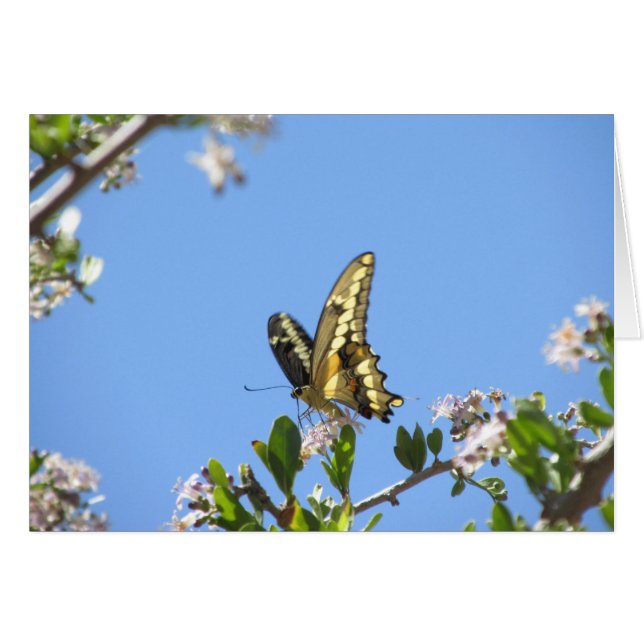 Giant Swallowtail Butterfly (Front Horizontal)