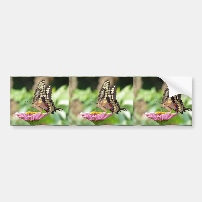 Giant Swallowtail Butterfly Bumper Sticker (Front)