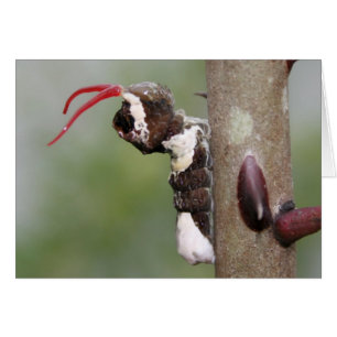 Giant Swallowtail Butterfly Caterpillar Blank Card