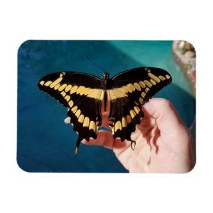 Giant Swallowtail Butterfly  Magnet