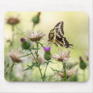 Giant Swallowtail Butterfly Mouse Pad