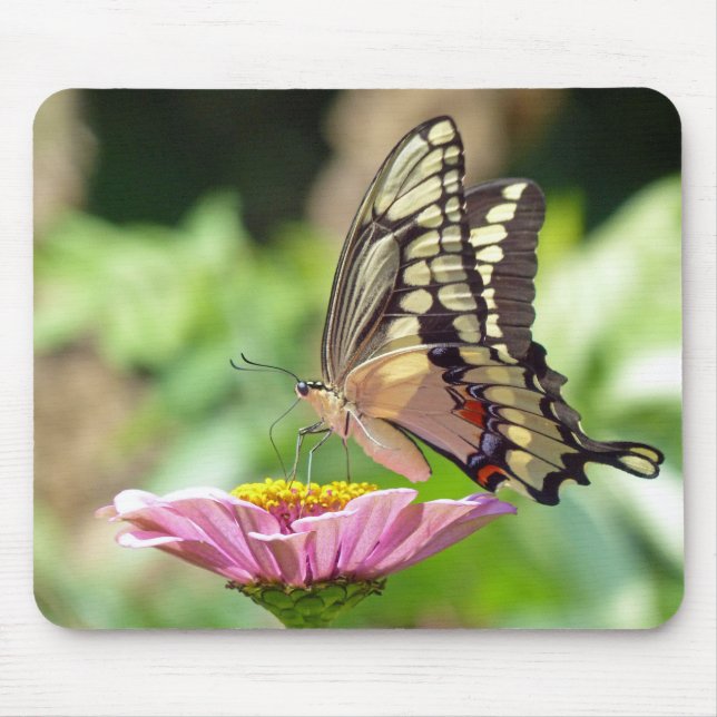 Giant Swallowtail Butterfly Mouse Pad (Front)