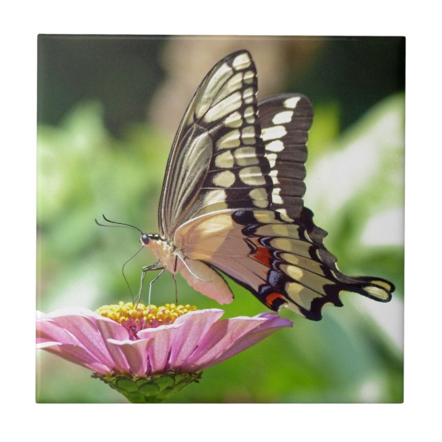 Giant Swallowtail Butterfly Tile (Front)