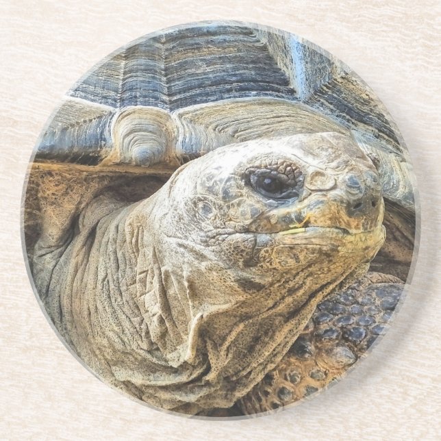 GIANT TORTOISE COASTER (Front)