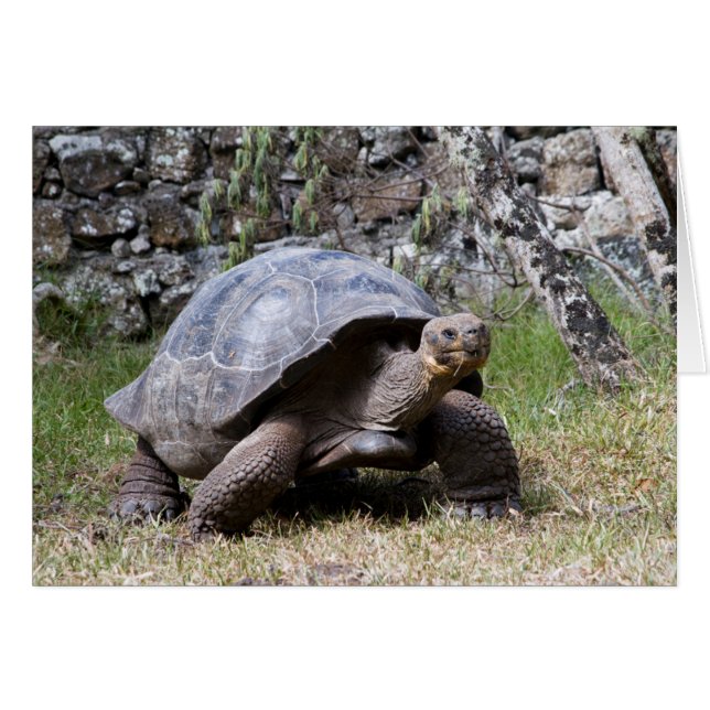 Giant Tortoise | Galapagos (Front Horizontal)