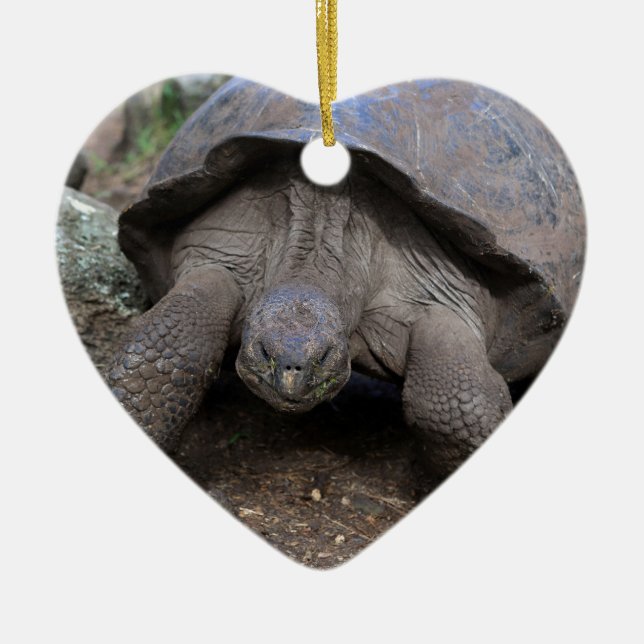 Giant tortoise Galapagos Islands Ceramic Tree Decoration (Front)