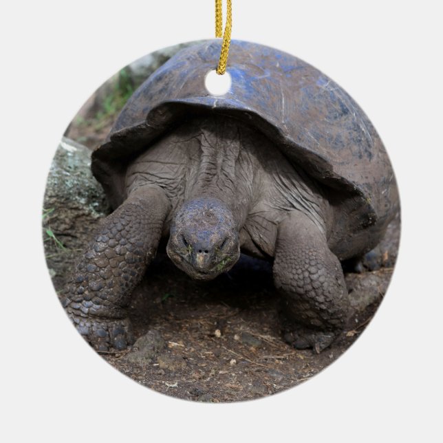 Giant tortoise Galapagos Islands Ceramic Tree Decoration (Front)