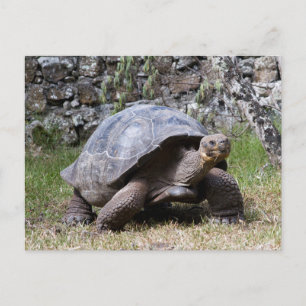 Giant Tortoise Galapagos Postcard