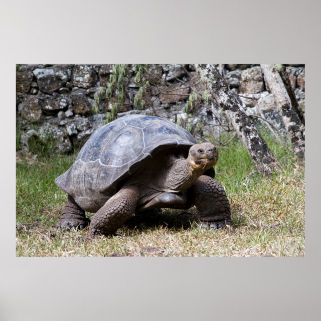 Giant Tortoise | Galapagos Poster (Front)