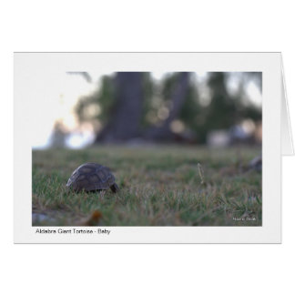 Giant Tortoise Gift Card - 02