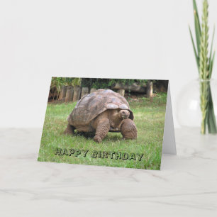 Giant Tortoise Greeting Card